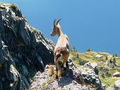 SALITA AL PIZZO DEL BECCO DALLA FERRATA CON DISCESA DAL PASSO DI SARGEGNANA il 6 settembre 2009 - FOTOGALLERY